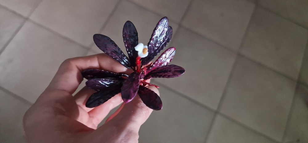 Bucephalandra Brownie Ghost 2011 Modeling 3d Printed Resin