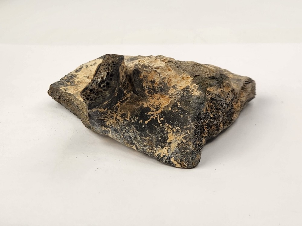 Pathological Turtle Shell Fossil - Florida