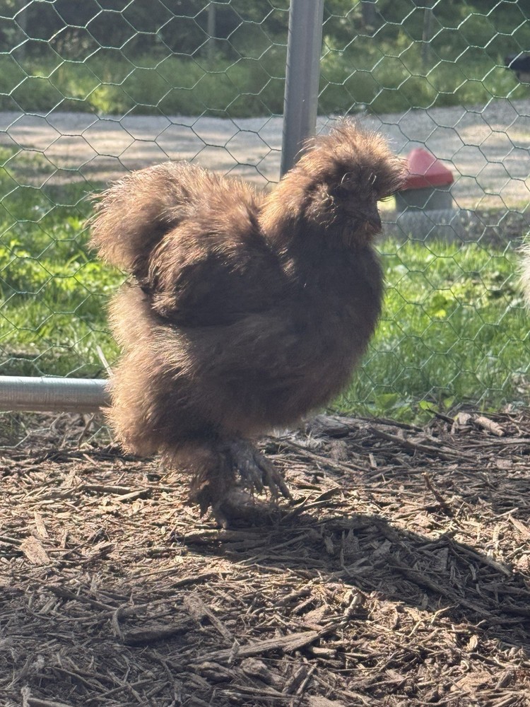 10 “Who’s Your Daddy?” Hatching Chicken Eggs 🤍
