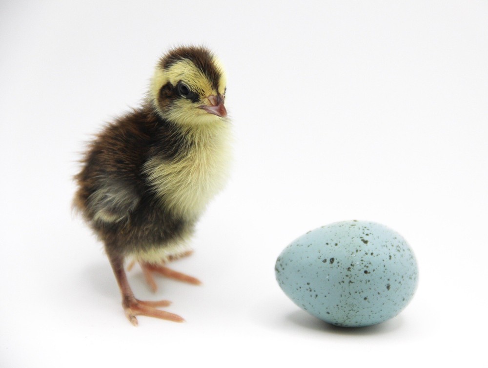 24 Celadon Coturnix Quail Hatching Eggs - Blue Egg Layers