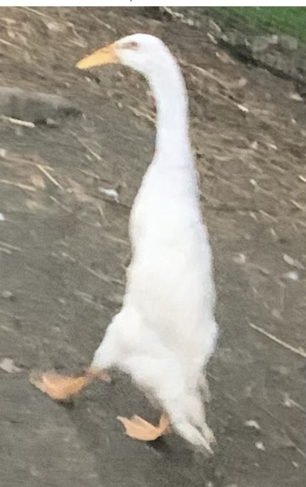 6+ PURE WHITE Indian runner duck Fertilized Eggs