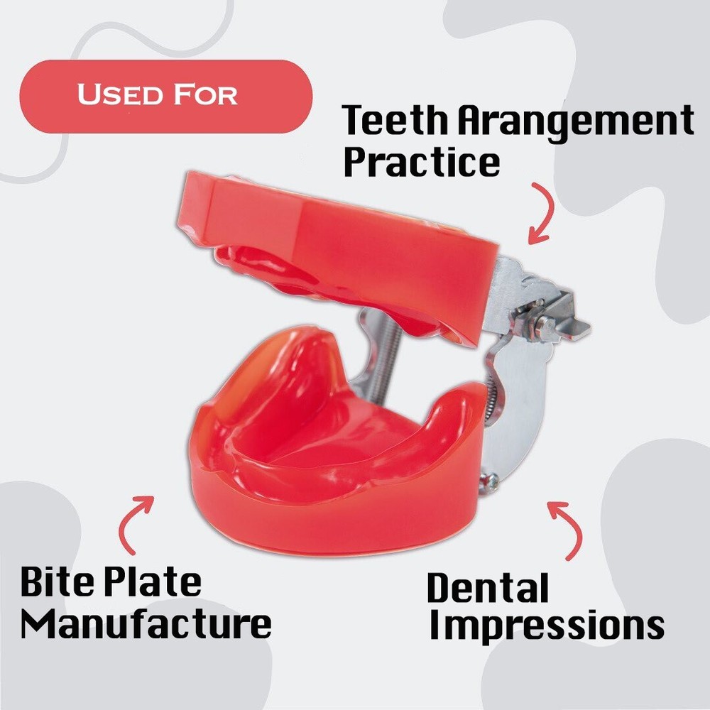 Dental Typodont Edentulous Model for Bite Plate & Impression Practice - Hard Gum
