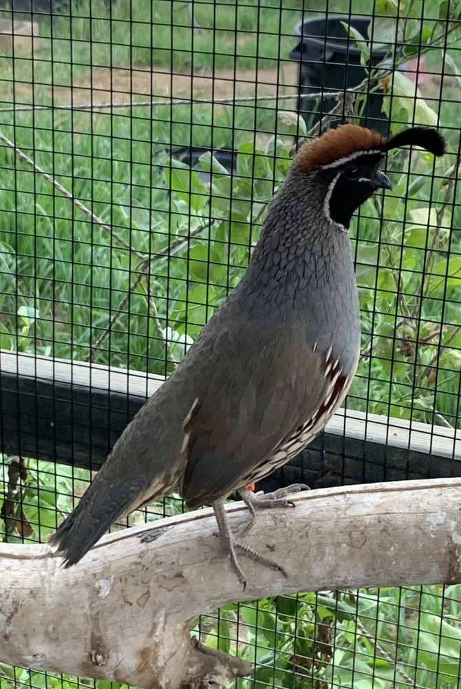 15+ Gambels Quail Hatching Eggs