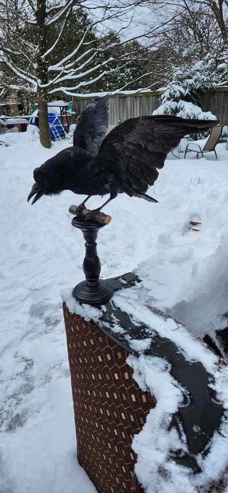 Carrion Crow Taxidermy
