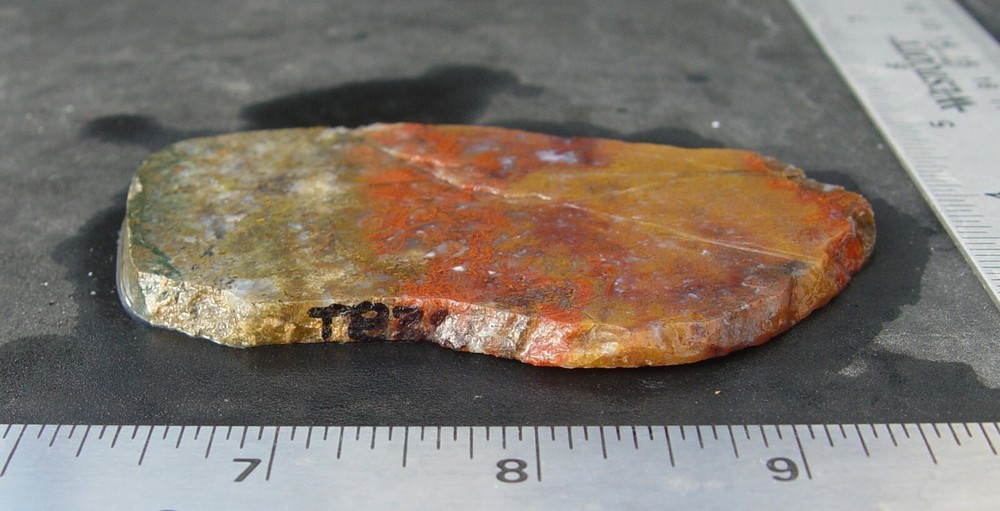 Macaw Agate from Mexico Lapidary Slab T826