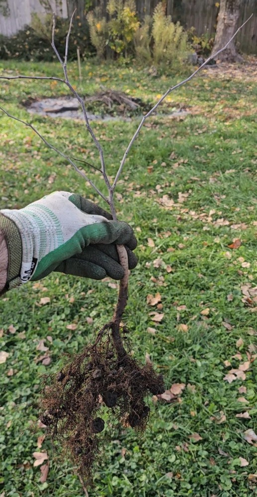 Eastern Redbud Tree Seedling