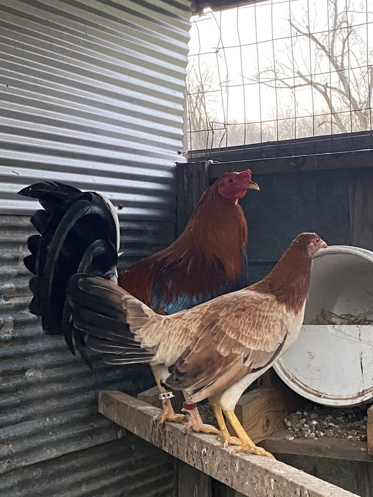“Hatching Eggs”-for Sale Chicken