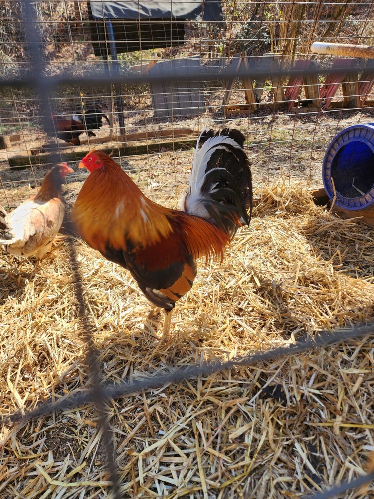 GT FARM|| Dozen Fertilized Hatching Eggs