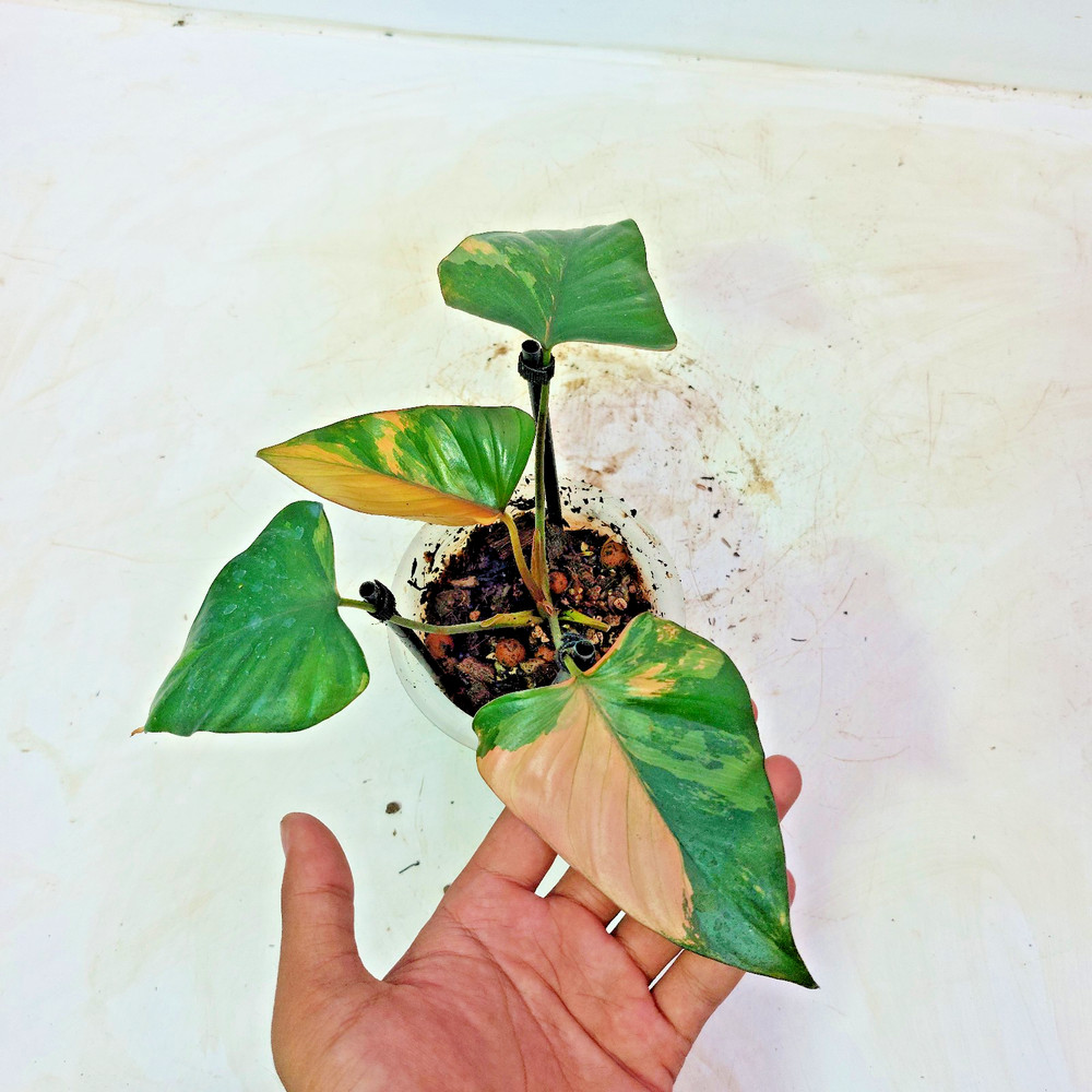 Homalomena Pink Diamond Variegated Free Phyto