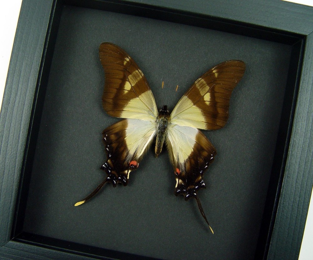 Frilled Swordtail Swallowtail Butterfly Eurytides serville Real Framed Moonlight