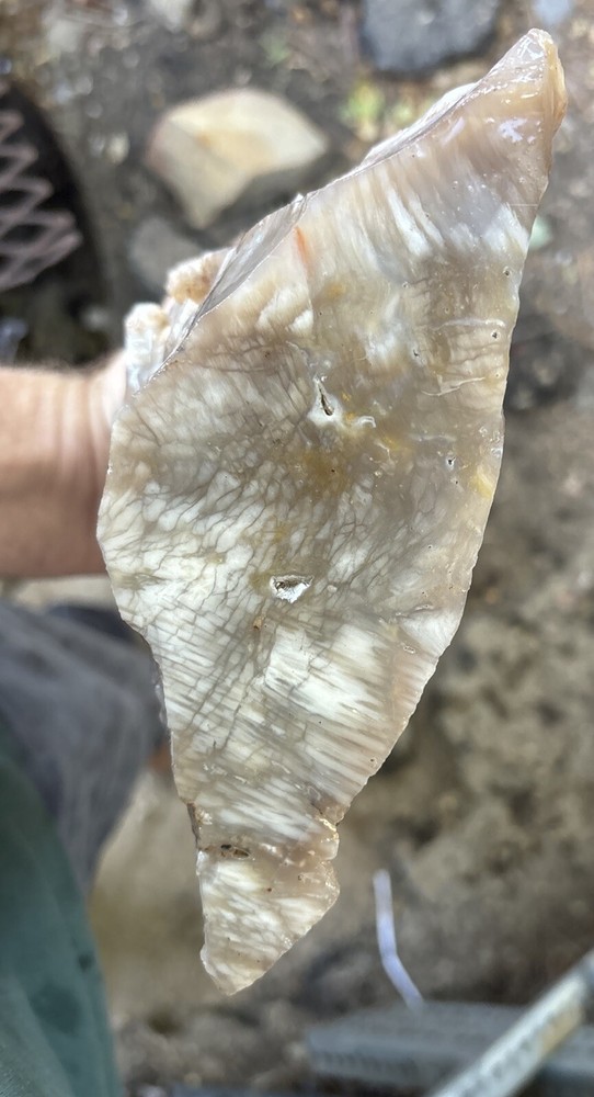 Silver Creek Junction petrified wood