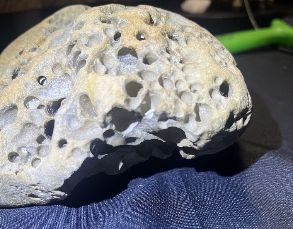 Fossil Shell Clam in Hag Stone Boulder -adder Rock-Omar Stone 2.6 Lbs