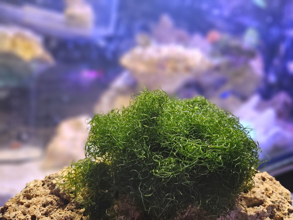 BULK 10 Cup Chaetomorpha Macro Algae Super Chaeto FEDEX 2 Days ! 4