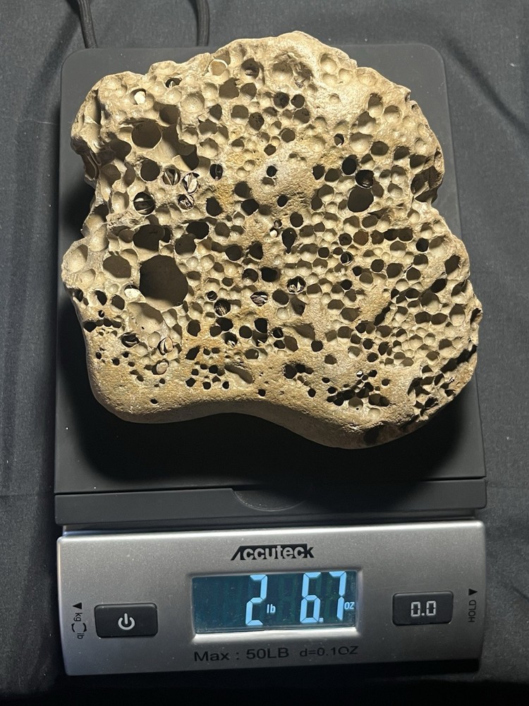 Fossil Shell Clam in Hag Stone Boulder -adder Rock-Omar Stone 2.6 Lbs