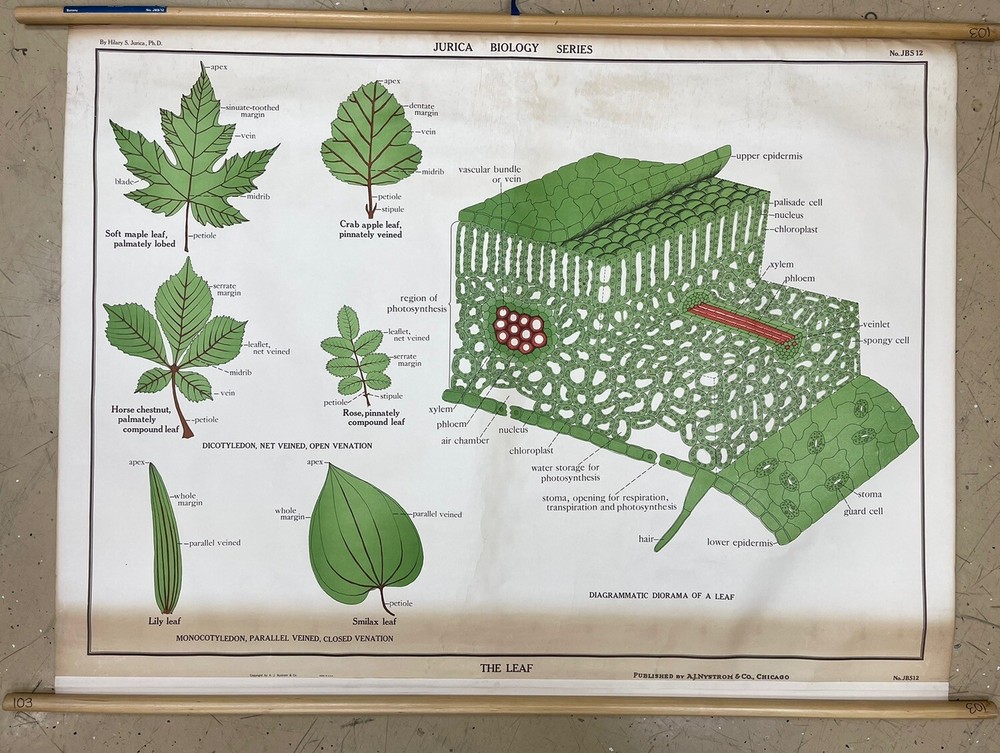 Vintage A.J Nystrom & Co. pull down Anatomy Of A leaf