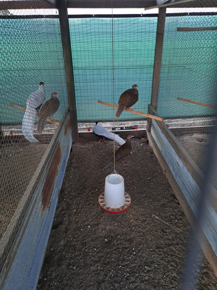 6 Silver Pheasant Hatching Eggs