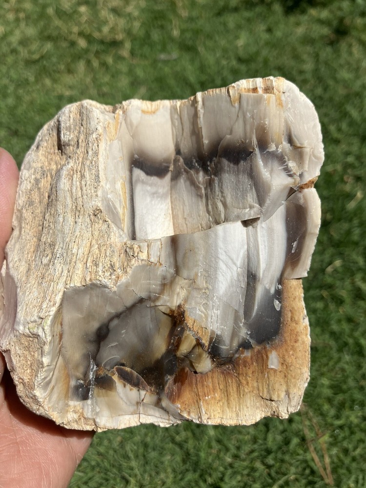Agatized Petrified Wood (New Mexico)