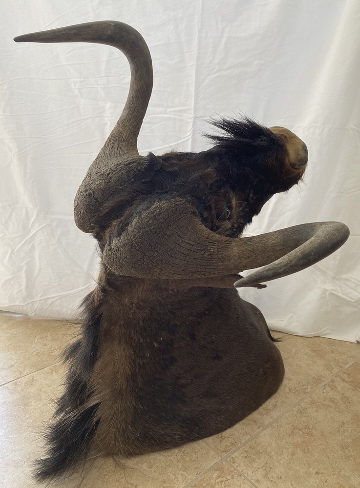 Black Wildebeest Taxidermy Mount