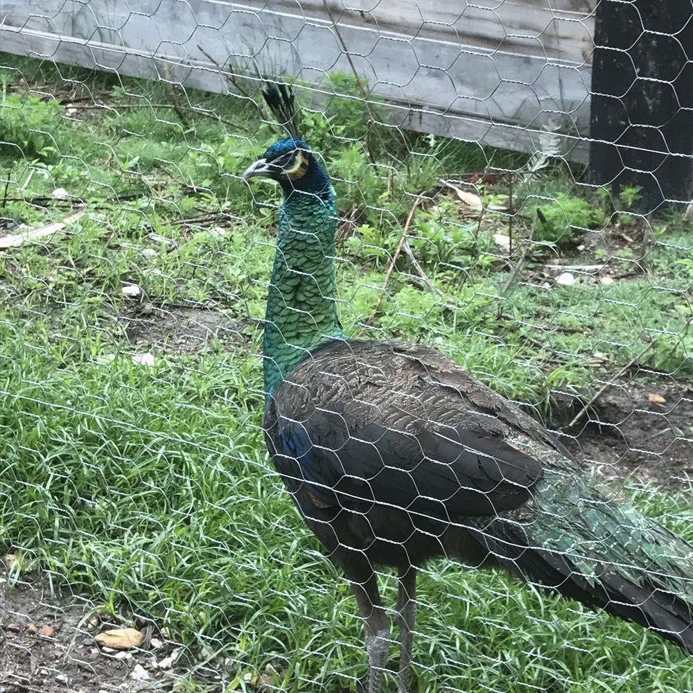 3 Java Green Purple Spaulding hatching eggs.