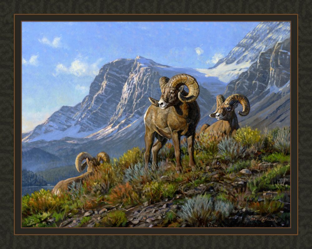 Rams Panel Cotton Fabric