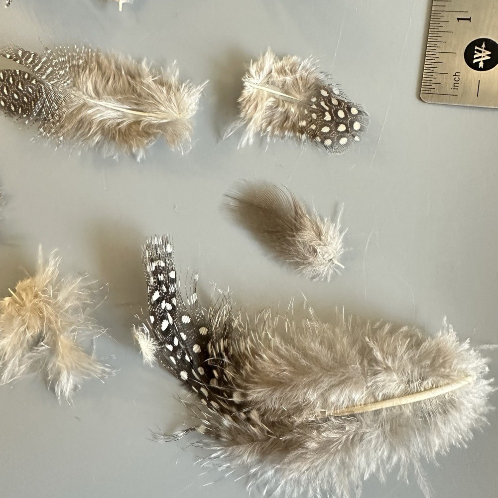 40 + Feathers Craft Use Brown Black Polka Dot Fluffy Small Medium