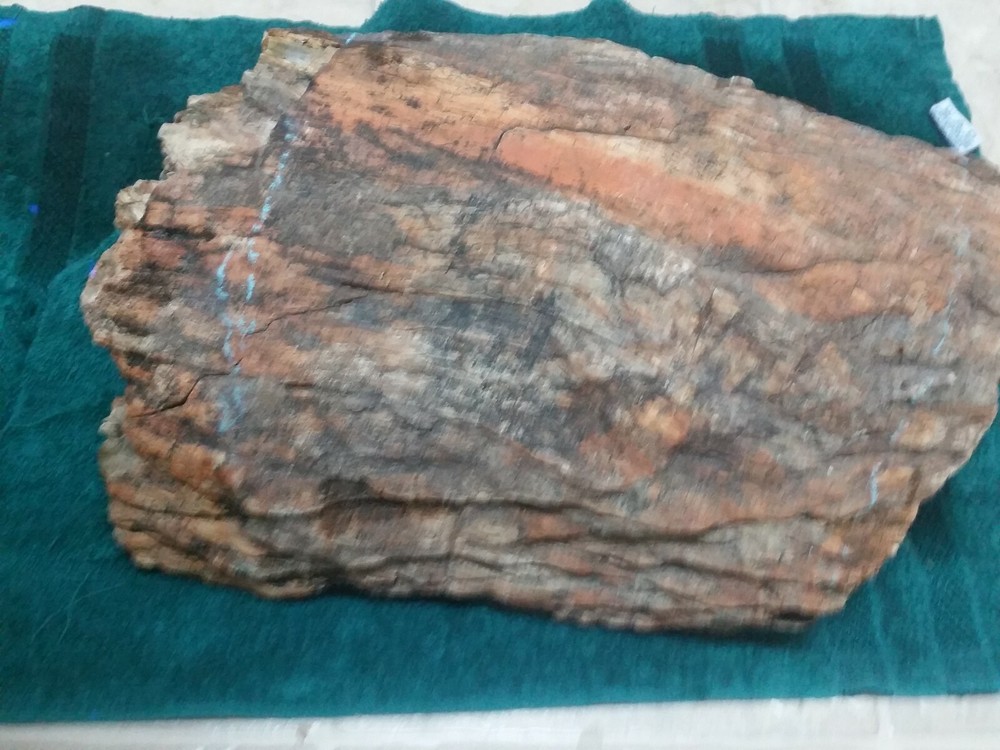 Petrified Jurassic Conifer Half Colorado
