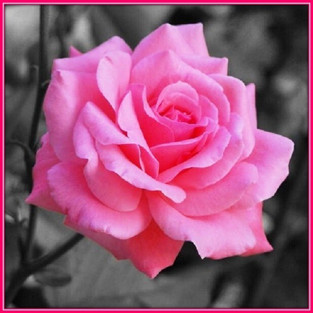 30 Custom Classic Pink Rose Personalized Address Labels