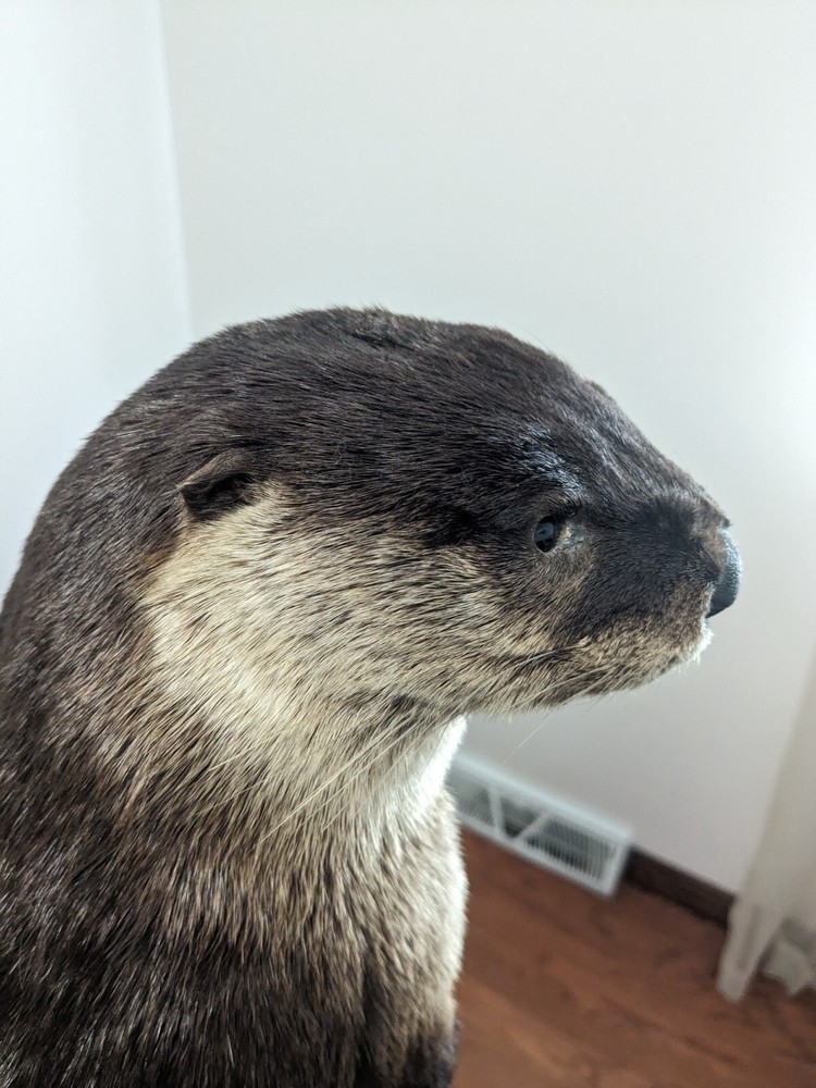 River Otter Taxidermy Life Size Mount