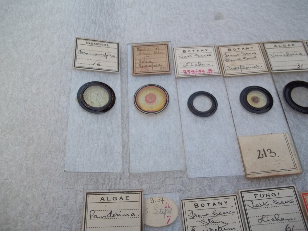 Vintage Glass Microscope Slides - As shown