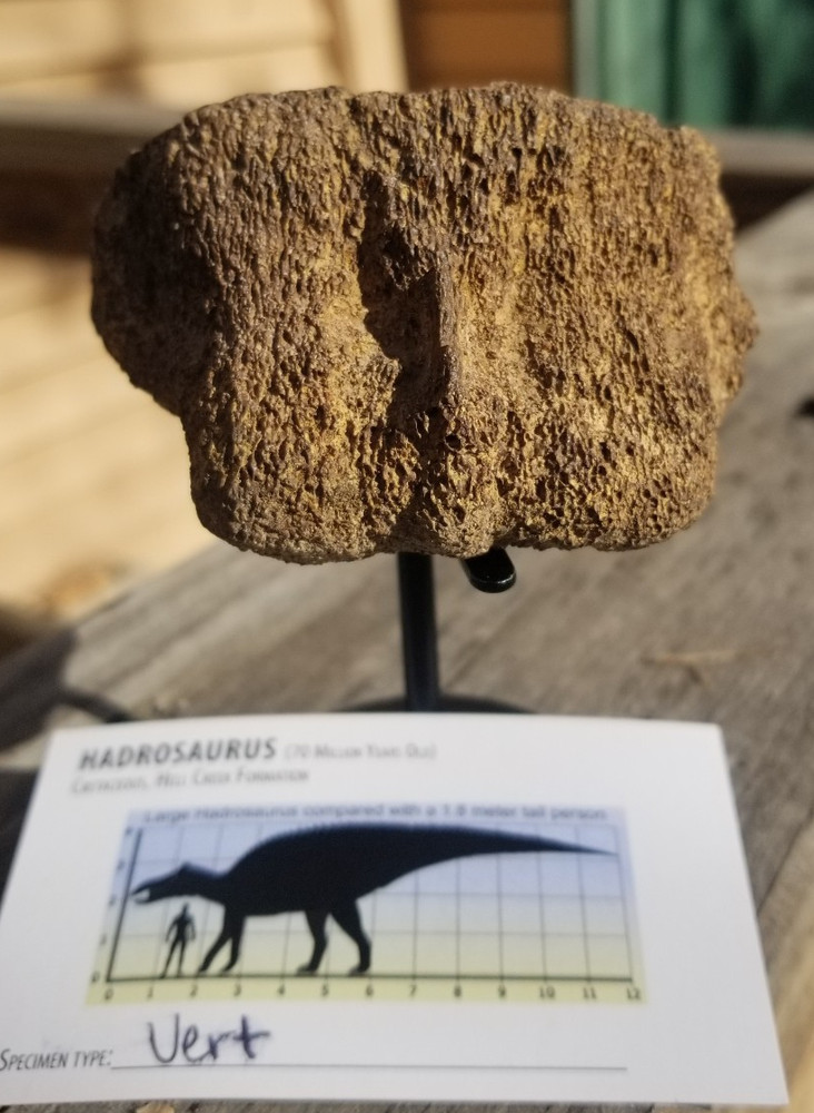 Nice Hadrosaurus Vert Section Fossil Specimen Cretaceous Hell Crk MT Recent Dig