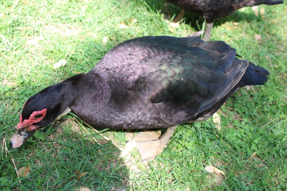 Exhibition Quality Muscovy Hatching Eggs 96% solid BLACK ducks only 12 eggs