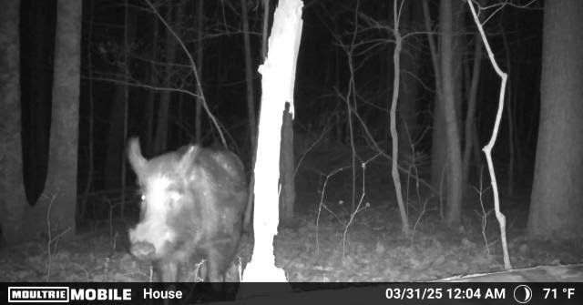 Ultimate Bear, Deer, and Wild hog Call Lure!