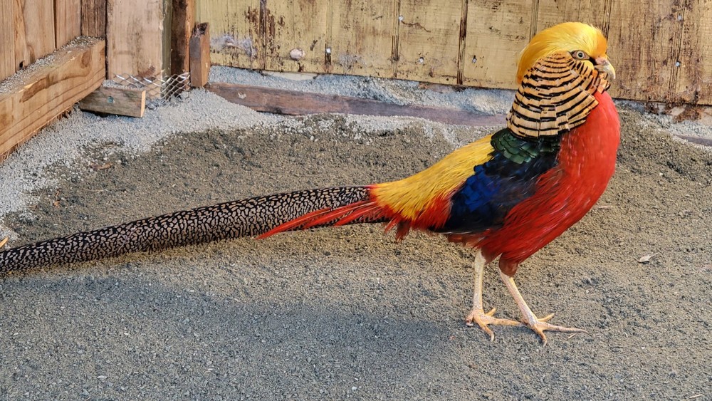 6 READY NOW Golden Pheasant Hatching Eggs