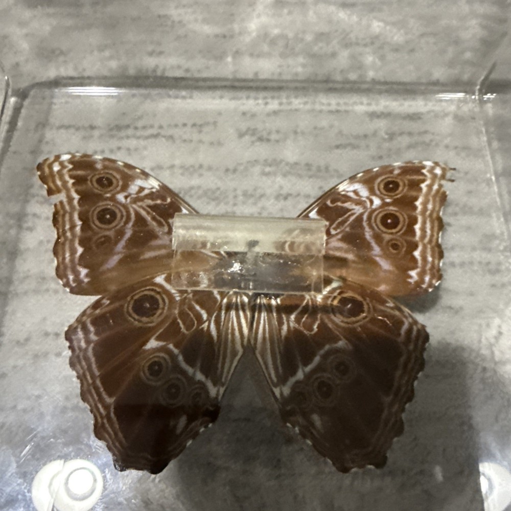 Butterfly In Plexiglass Display Case