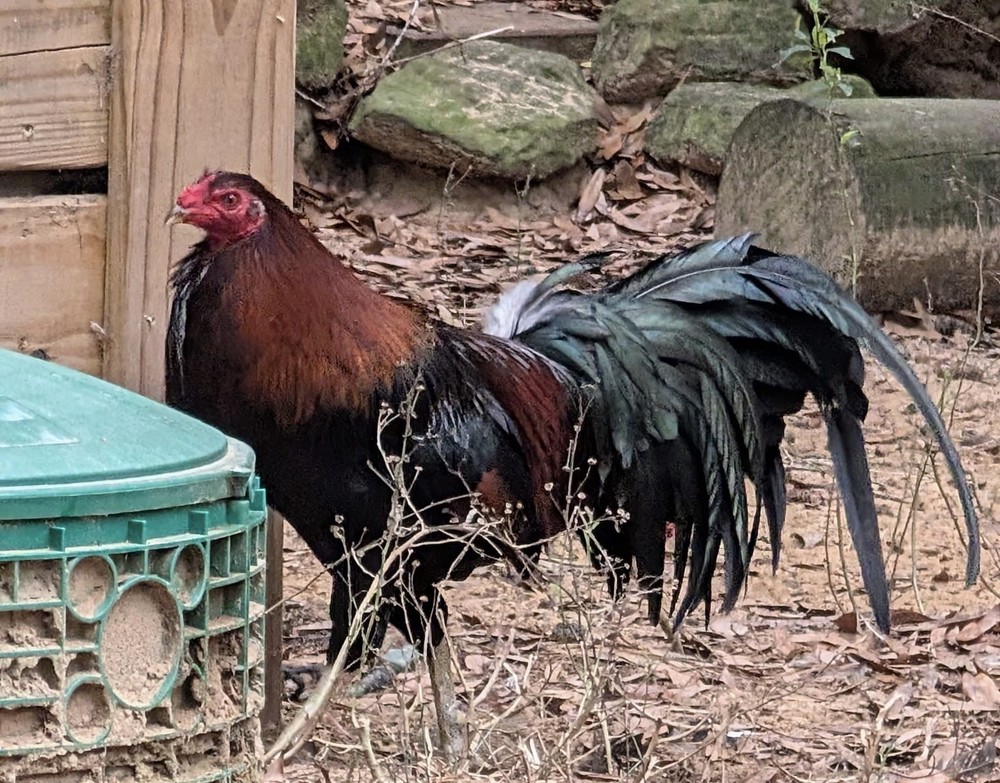 10 Heritage Yardbird Assortment Hatching Eggs
