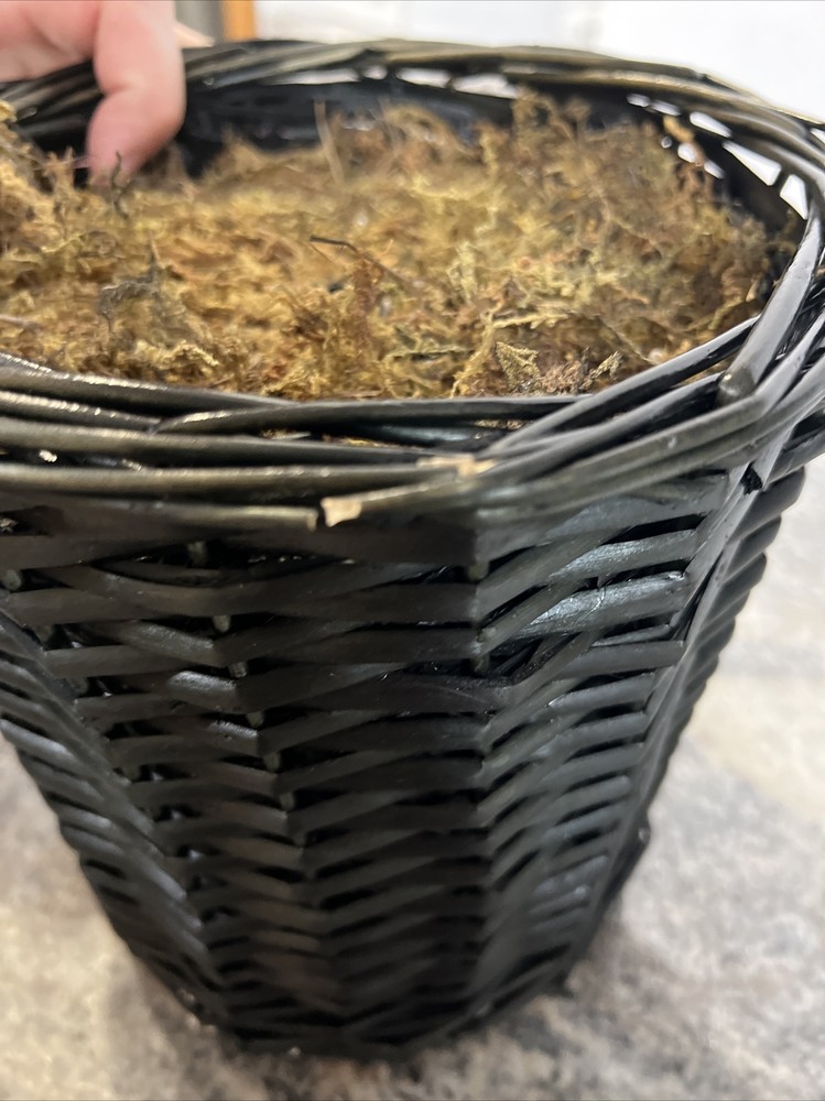 Bethlehem Lights 3' URN Mixed Bulb Christmas Tree MULTICOLOR LIGHTED