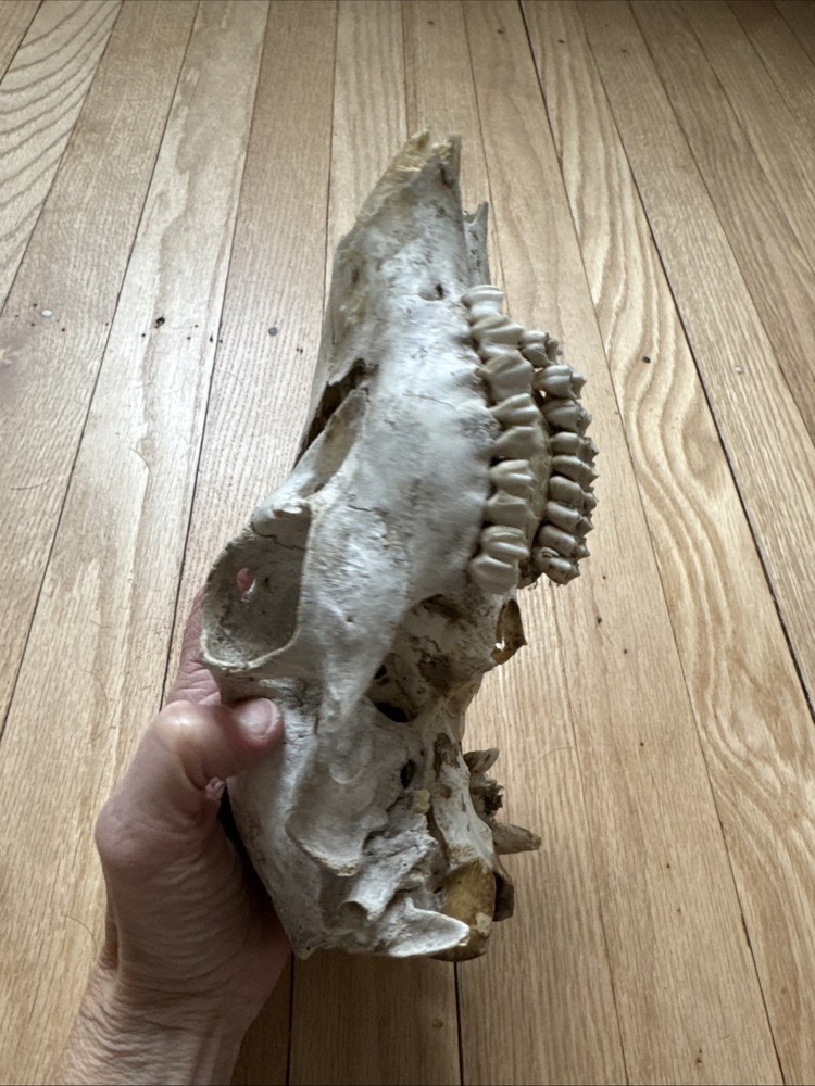 Animal Skull ? Deer Real