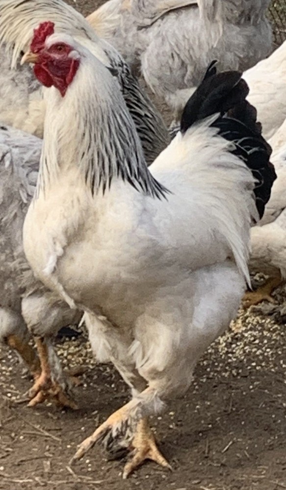 6+ GIANT Light Brahma Chicken Fertilized Eggs