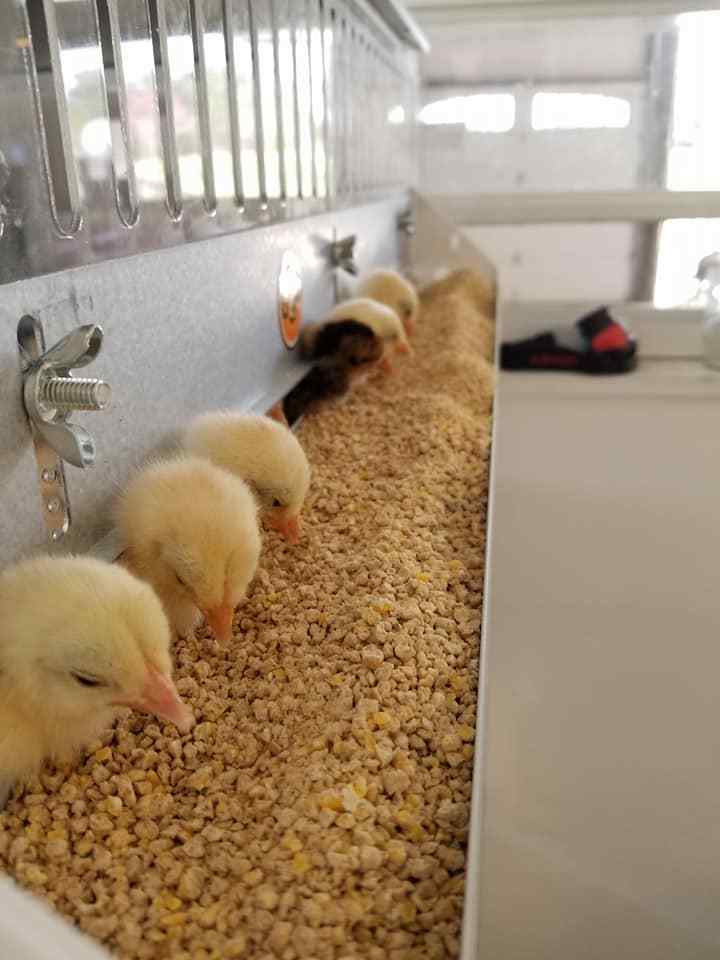 Brooder GQF Battery Brooder Deck Game Bird Poultry 5 Box Brooder 0540 Poultry