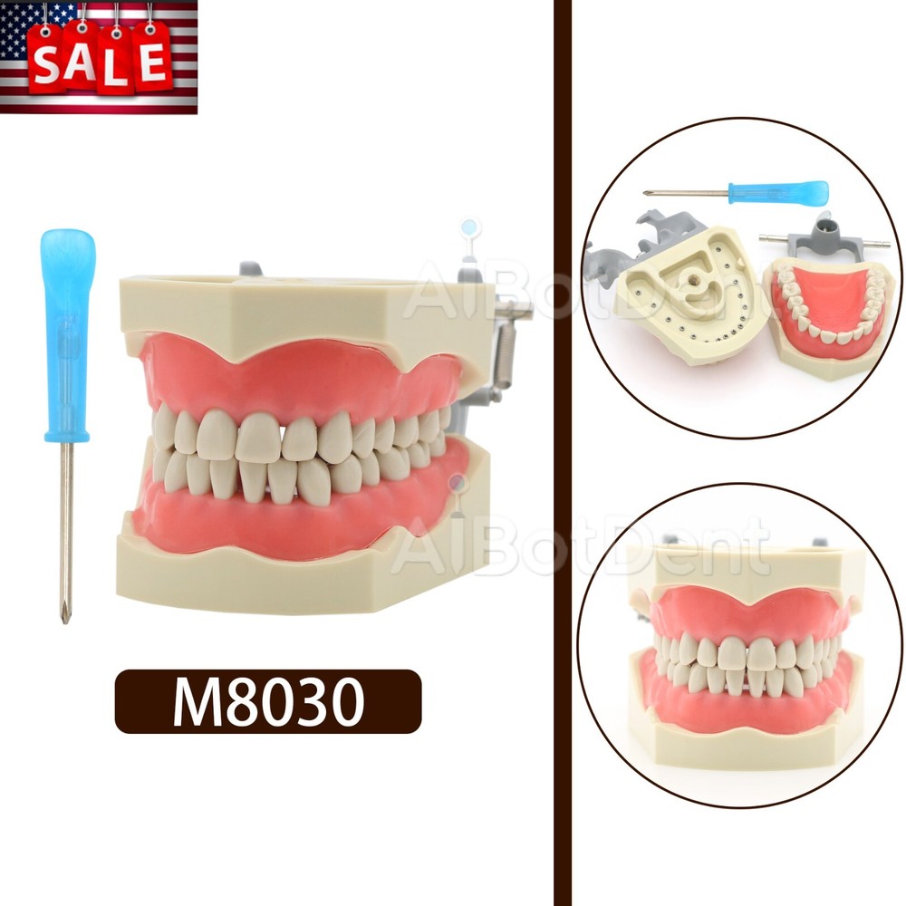 US Columbia Dentoform 860 Type Dental Typodont Model With 32Pcs Removable Teeth