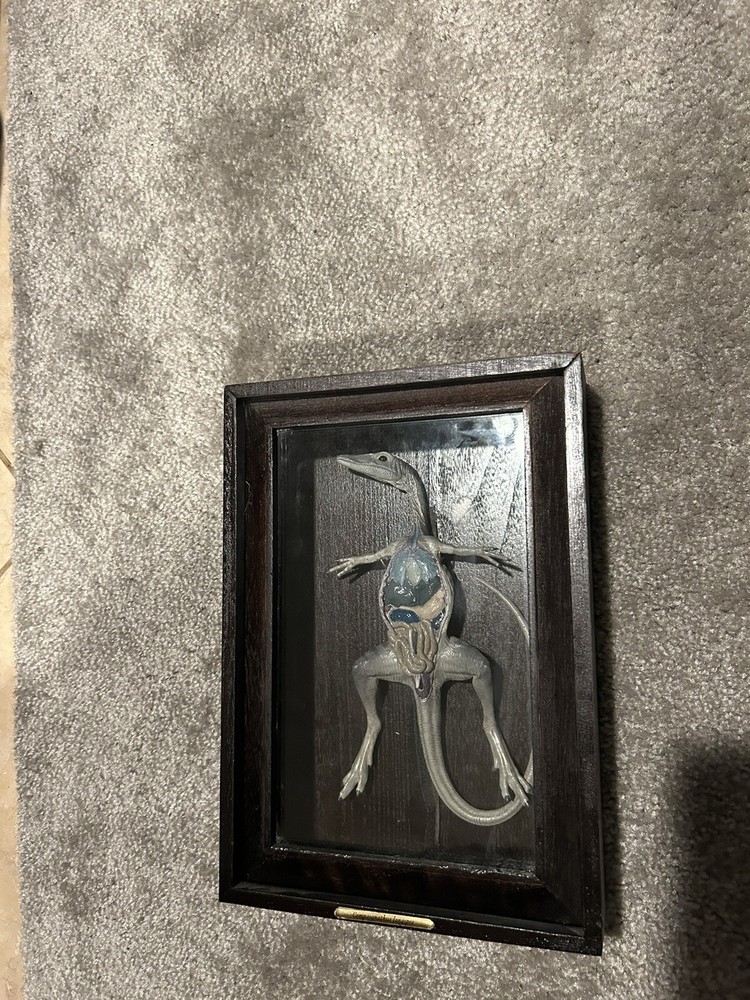 REBOR Oddities Compsognathus longipes Preserved Dissection Specimen