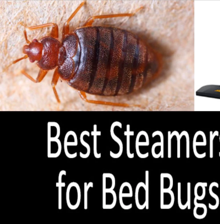 Kill Bed Bugs & Their Eggs DEAD Non Toxic Steamer Tool Kills Bugs WORKS GREAT !