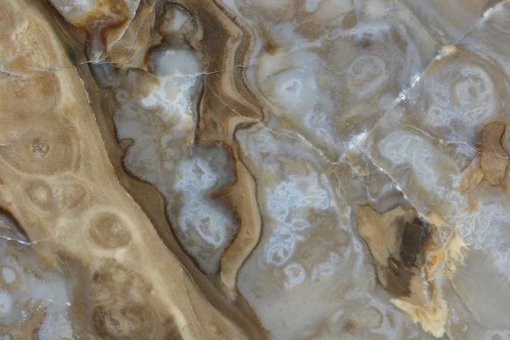 Petrified Cycad Morrison Formation Moab Utah Ex Hatch Collection