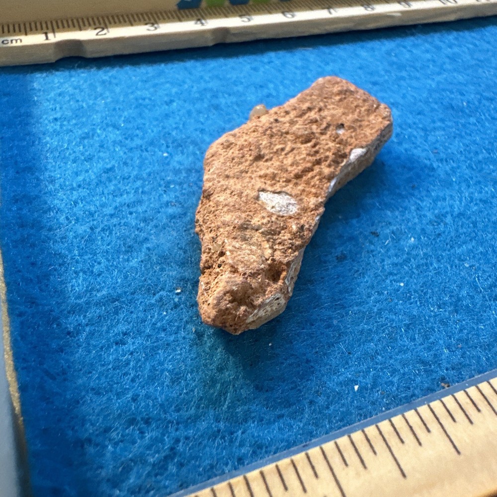 Spinosaurus Extinct Dinosaur Bone Fossil in Display Case