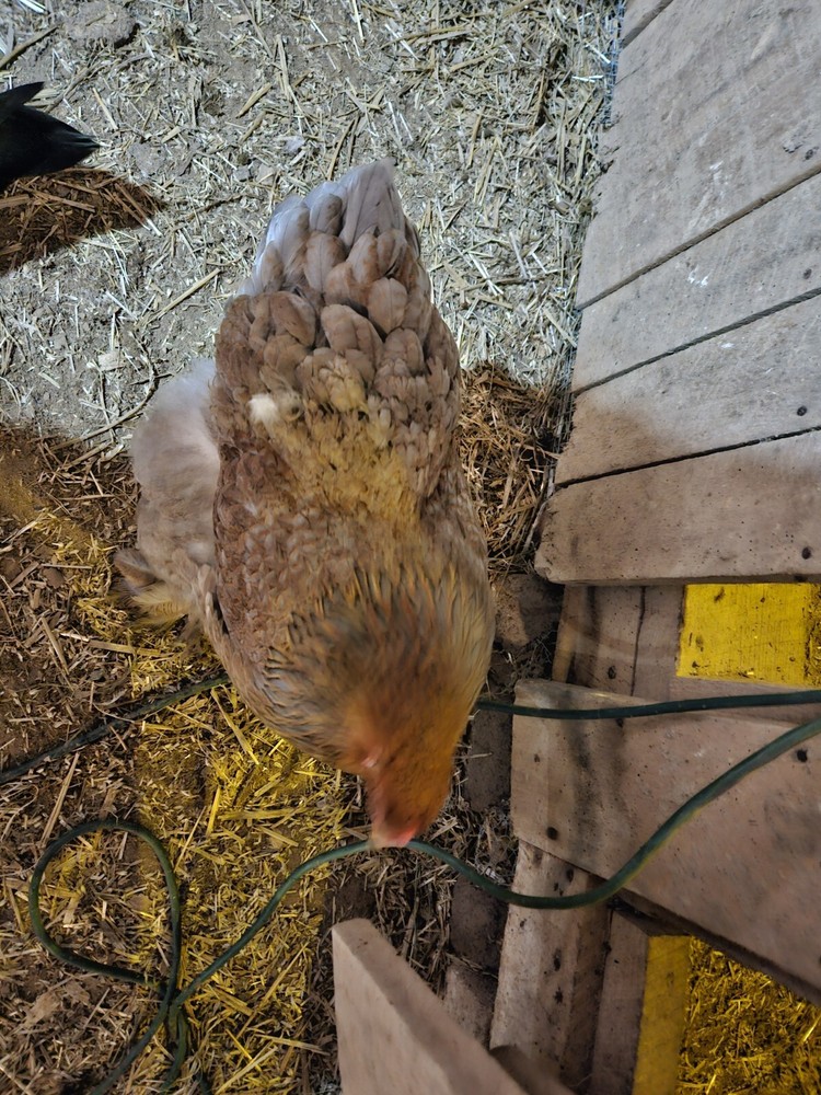 Brahma chicken hatching eggs (10 +2)