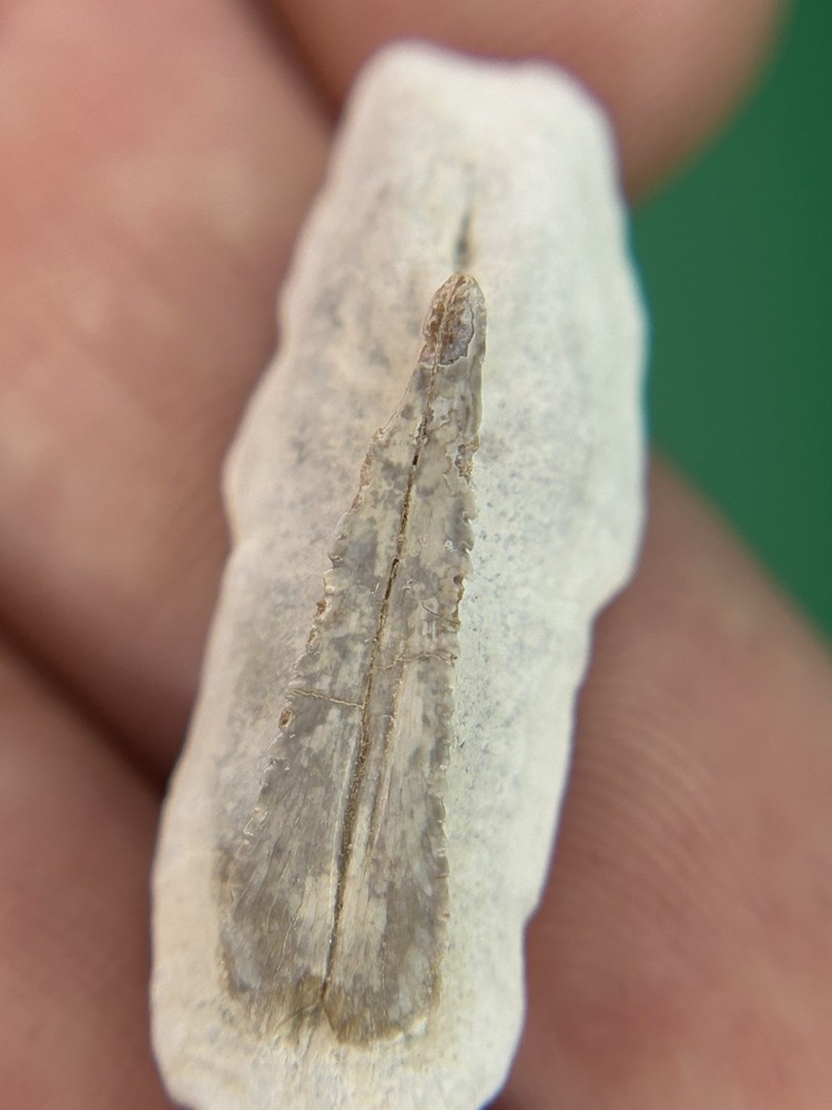 Stingray Dermal Denticle – Bone Valley, Florida Fossil
