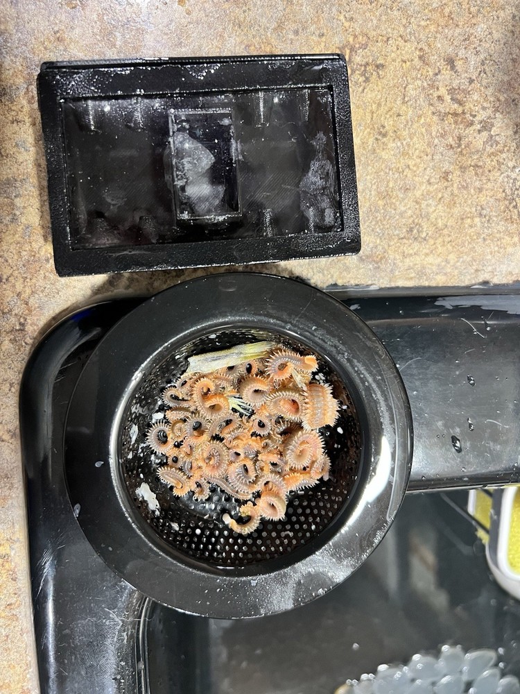 bristle worm trap