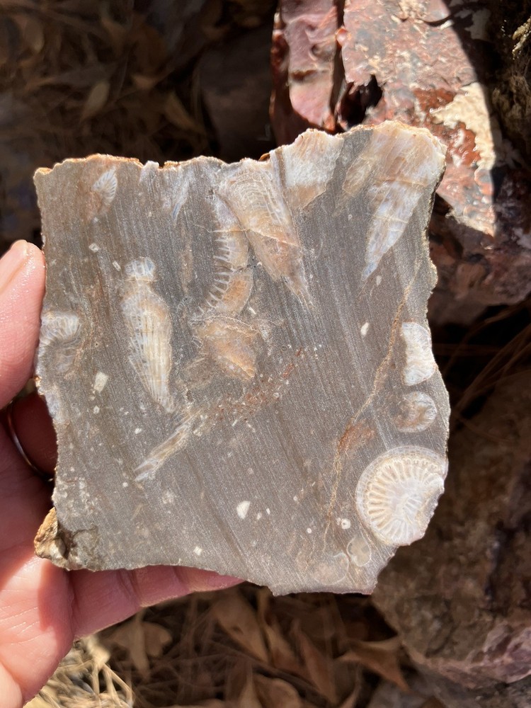 Fossil Stone Slab