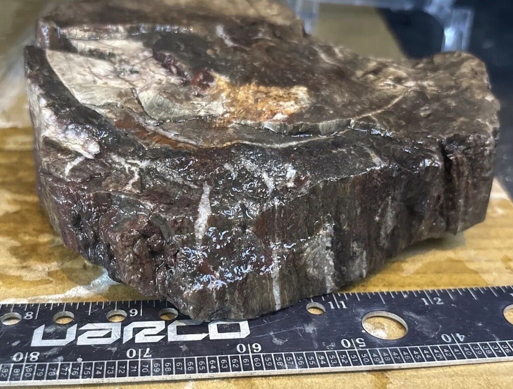 Colorful petrified wood