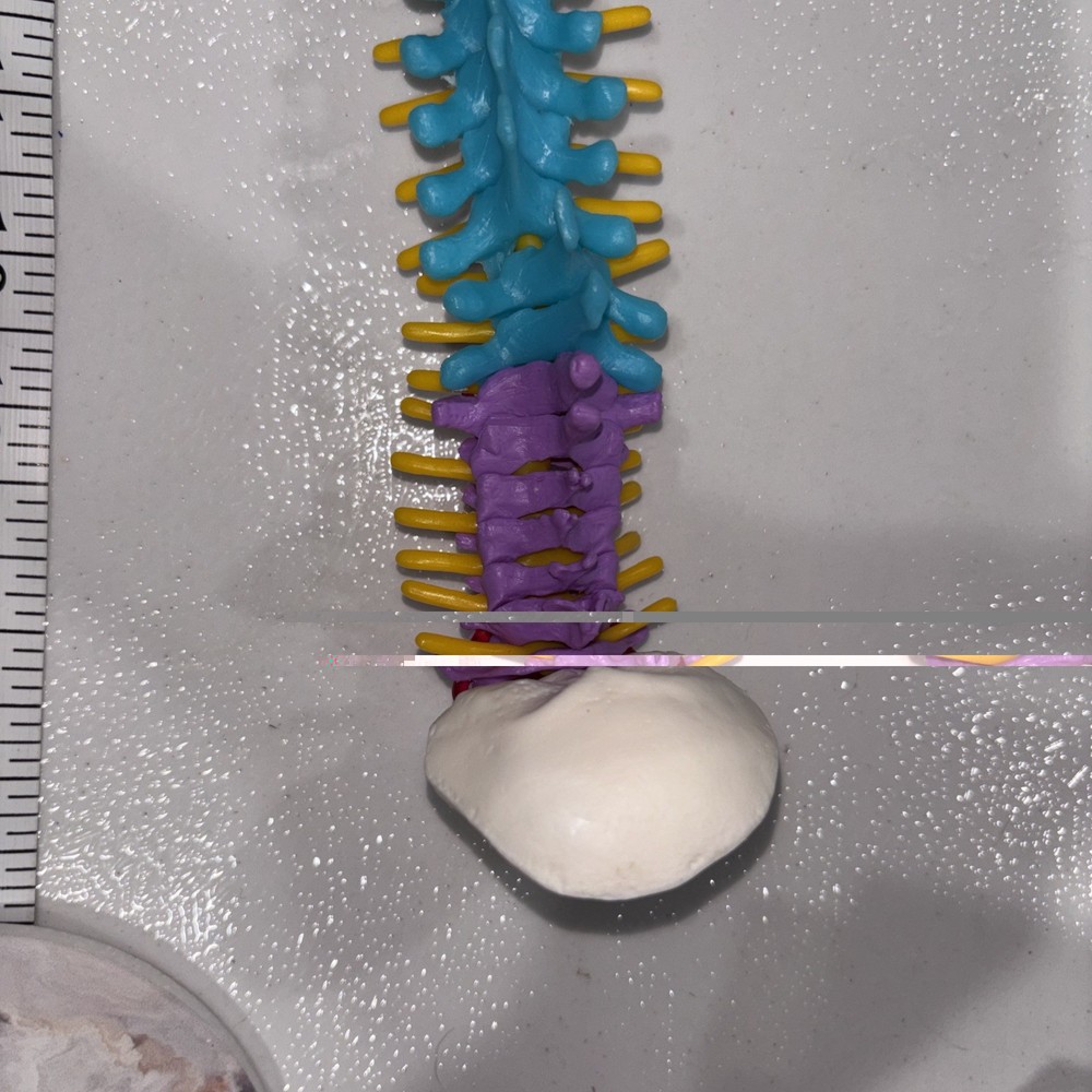 Human Spine Model Skeleton Model Anatomical Model